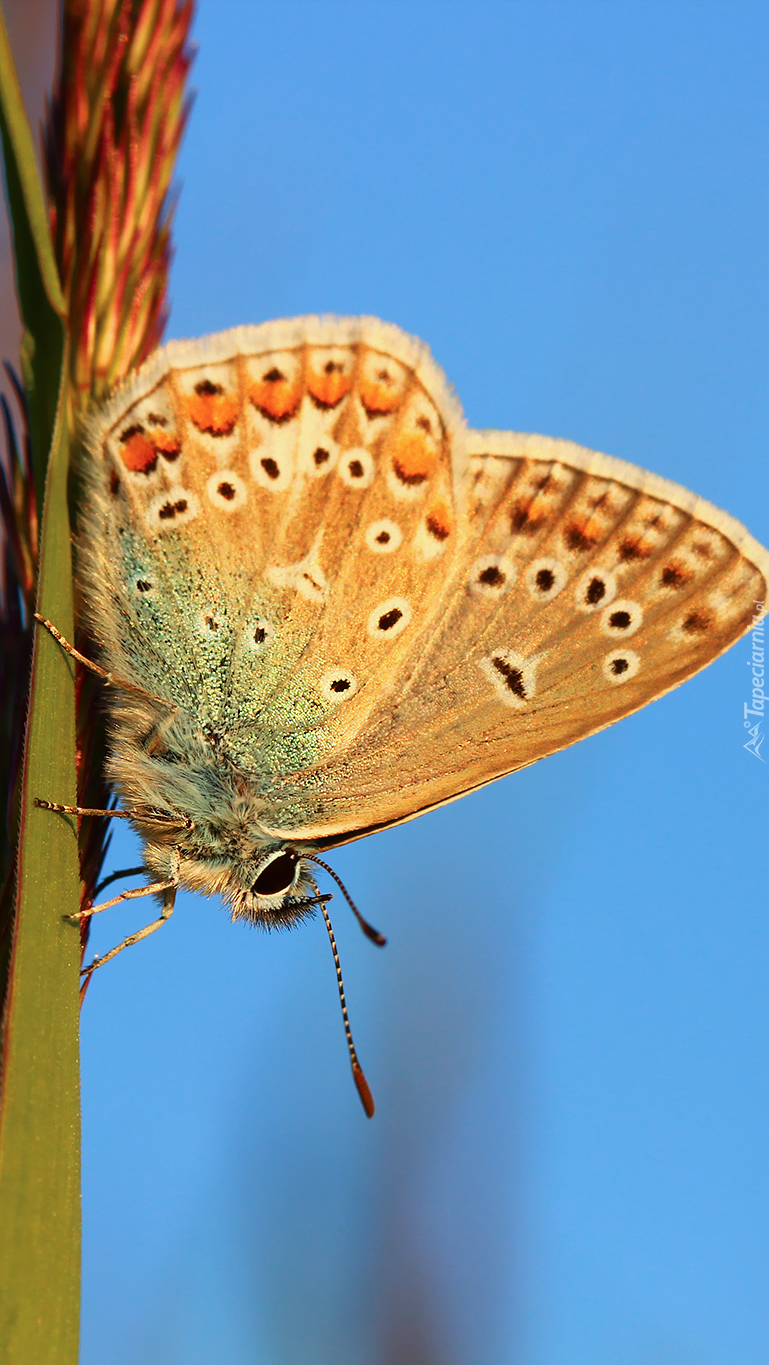 Motyl na trawie