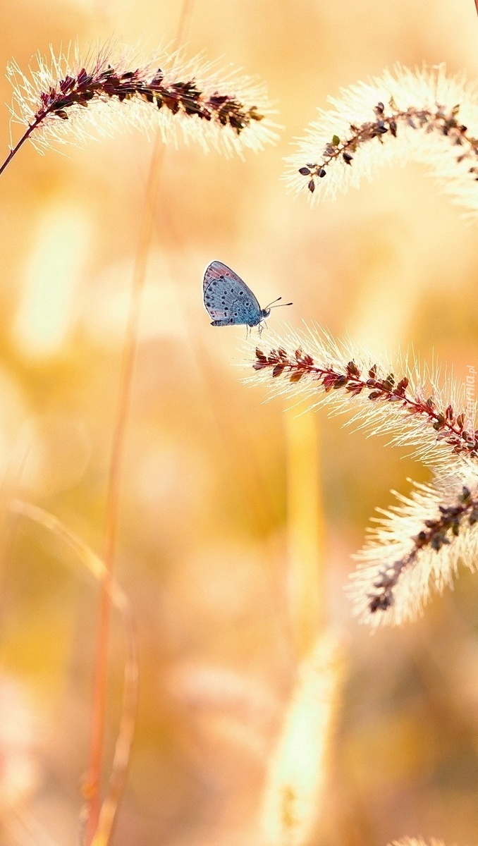 Motyl na źdźble trawy