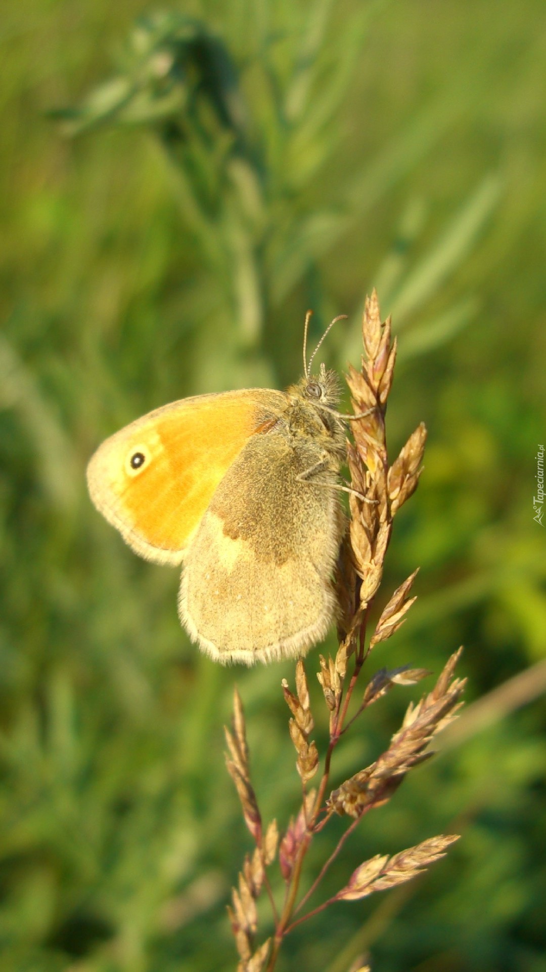 Motyl na źdźble trawy