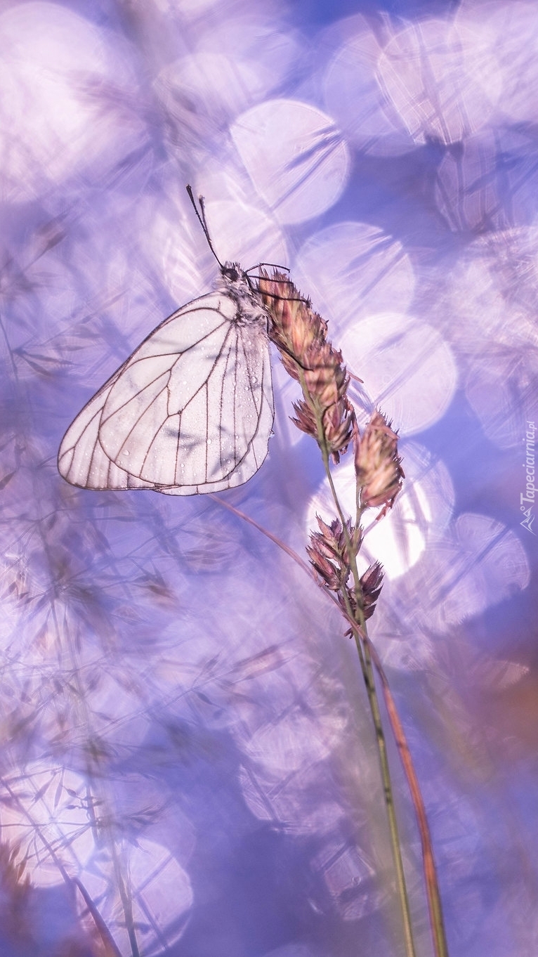 Motyl na źdźble trawy