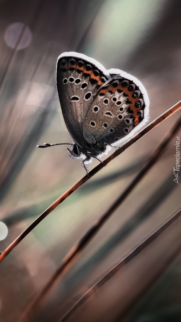 Motyl na źdźble trawy