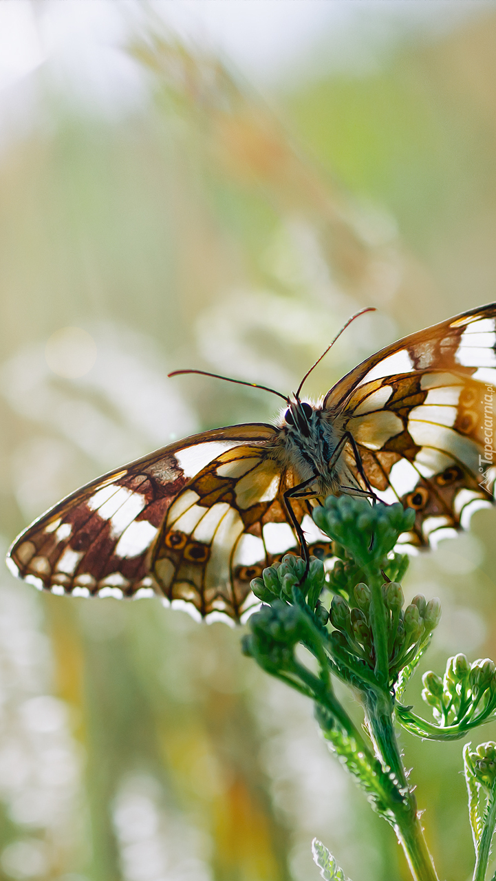 Motyl na zielonej roślinie