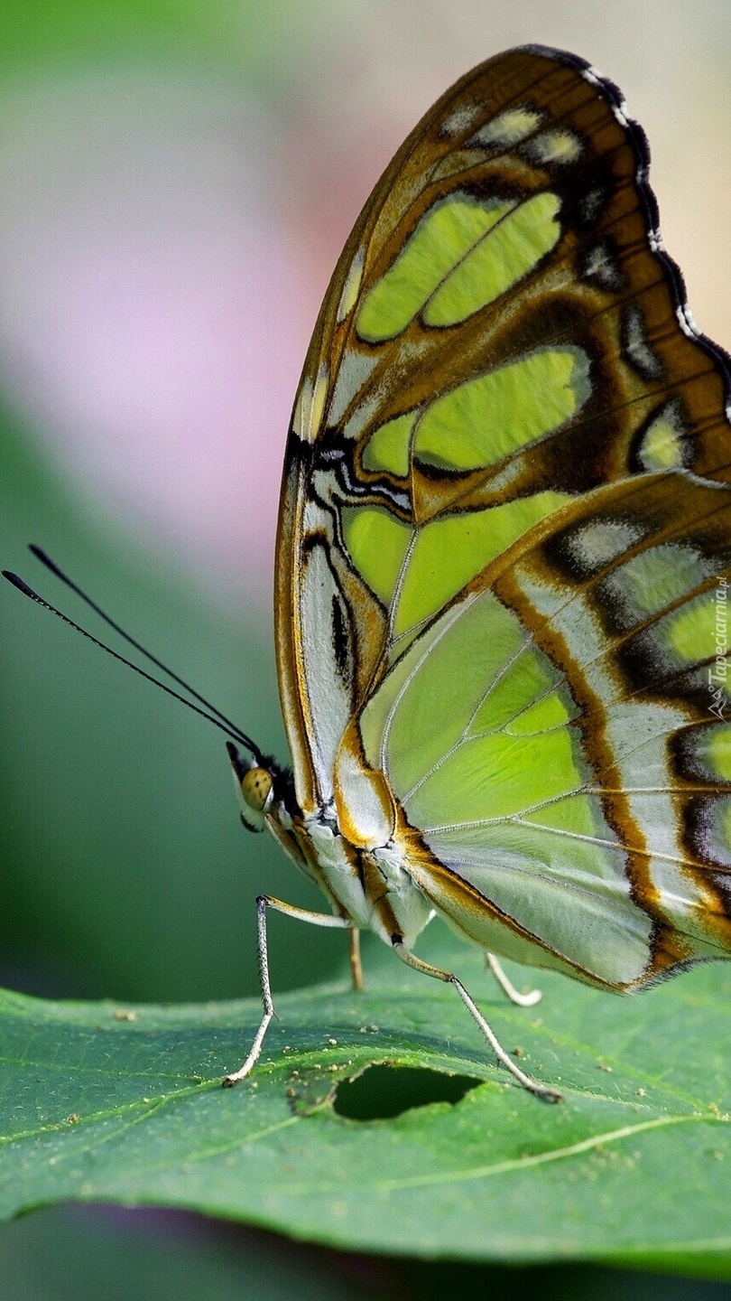 Motyl na zielonym liściu