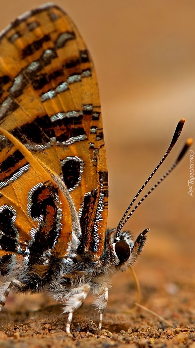 Motyl na ziemi