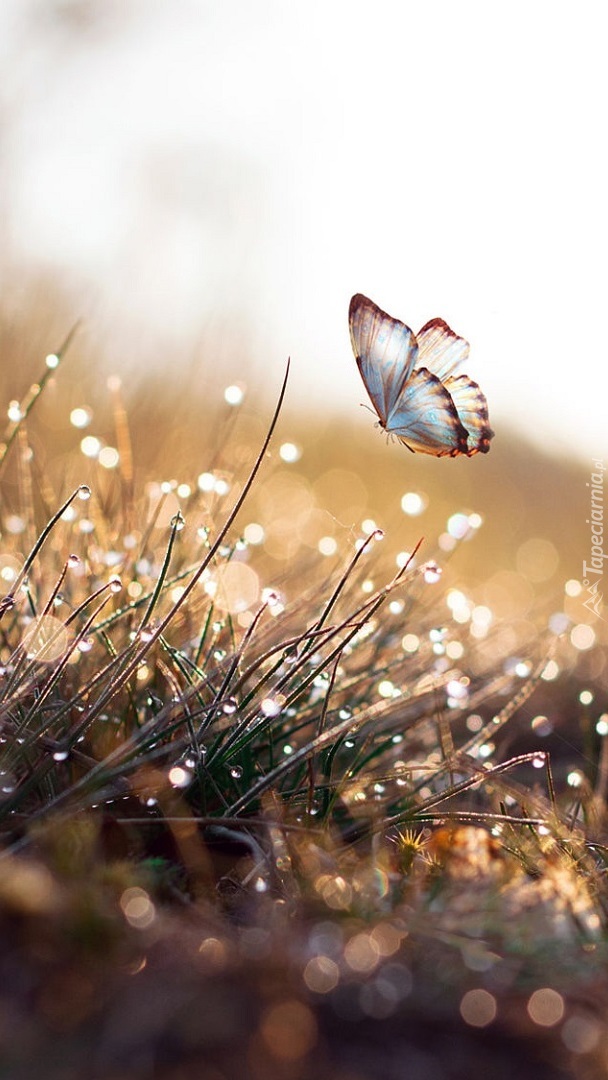 Motyl o poranku