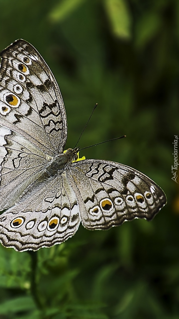 Motyl o szarych skrzydłach