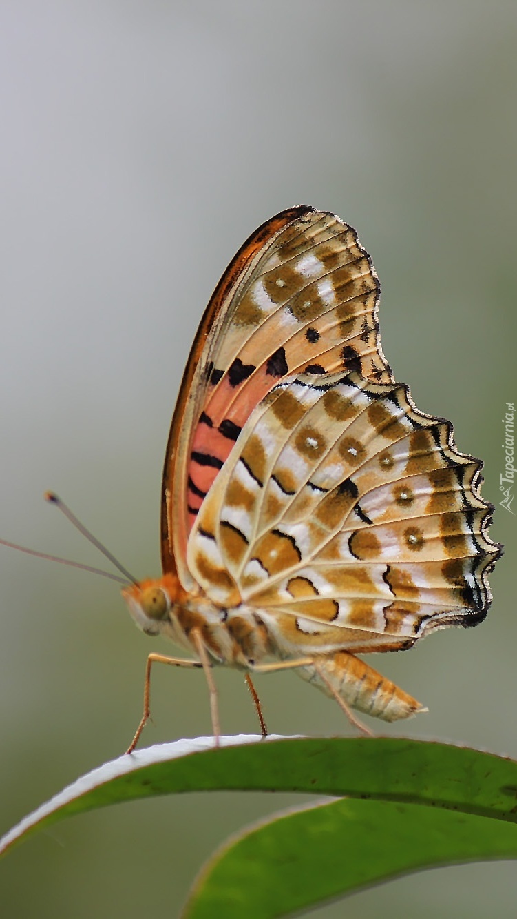 Motyl przysiadł na liściu