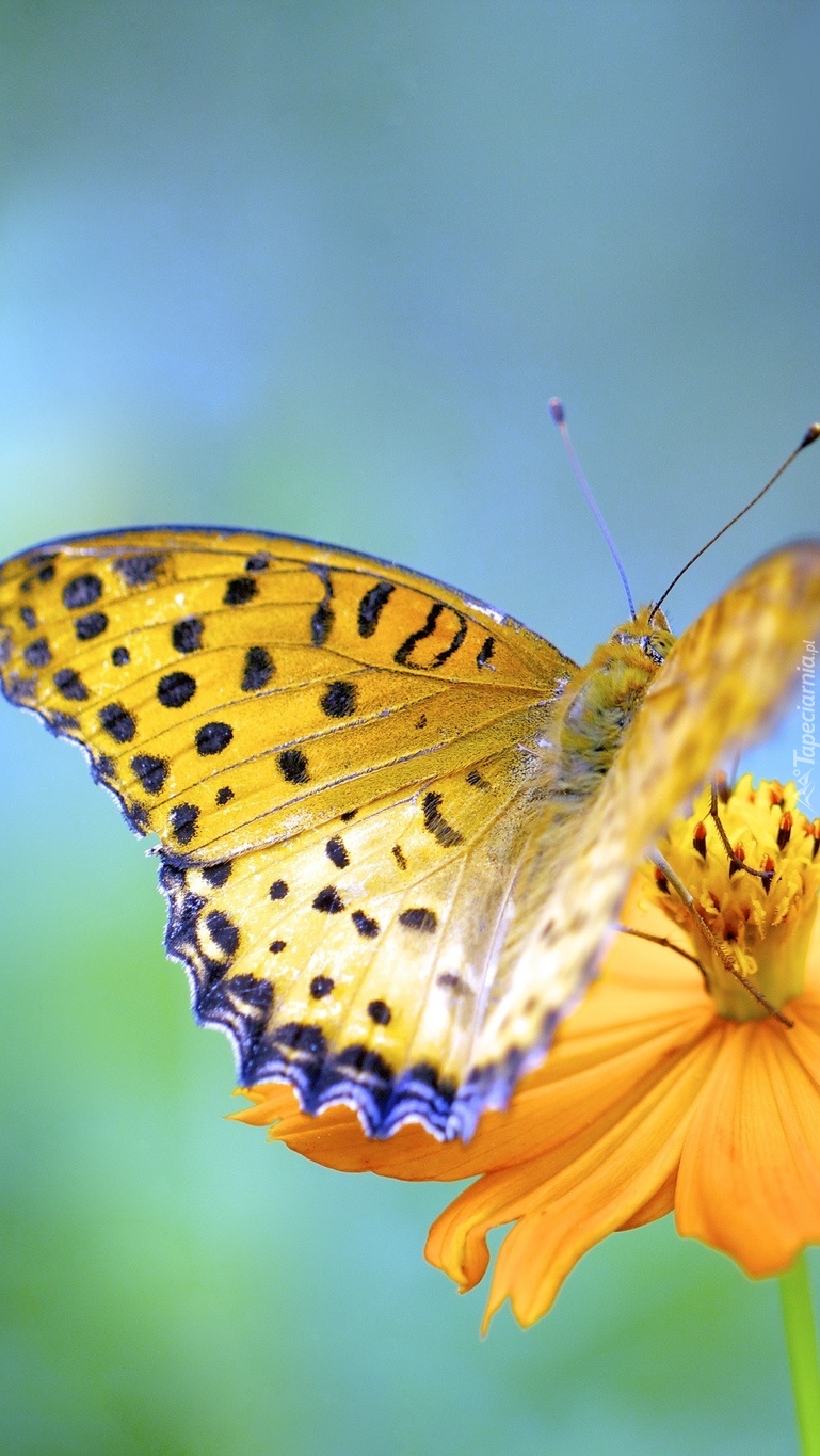 Motyl przysiadł na środku kwiatka