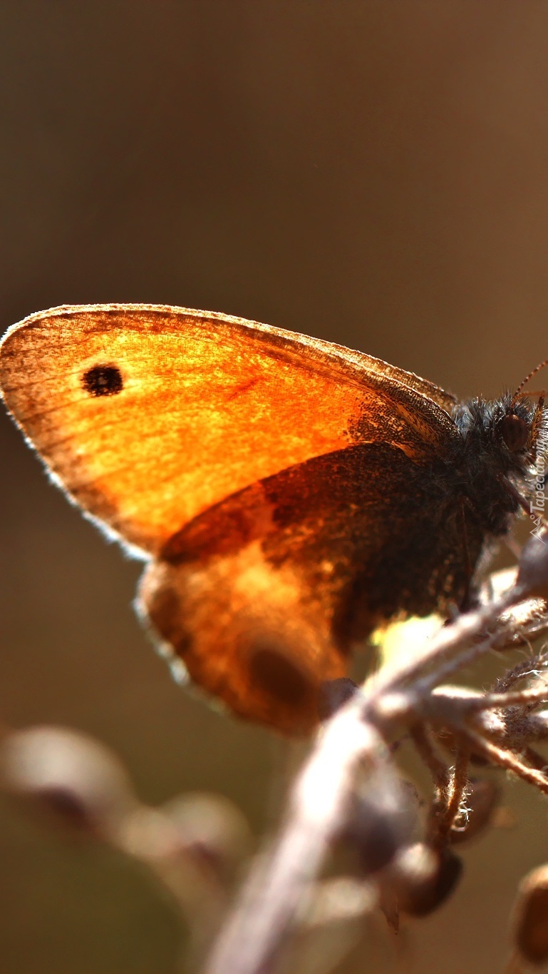 Motyl przystrojnik