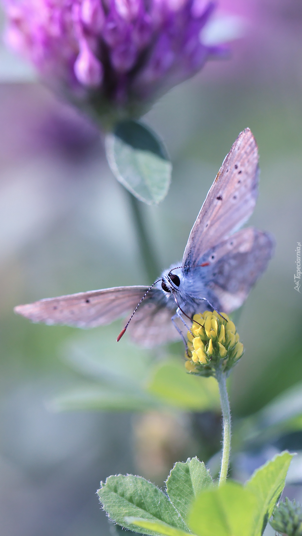 Motyl rozwinął skrzydła do lotu