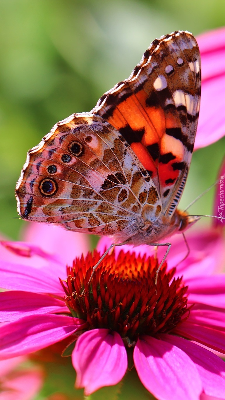 Motyl rusałka na kwiatowym śniadaniu