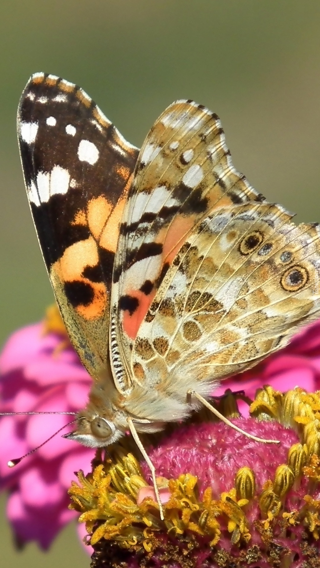 Motyl rusałka osetnik