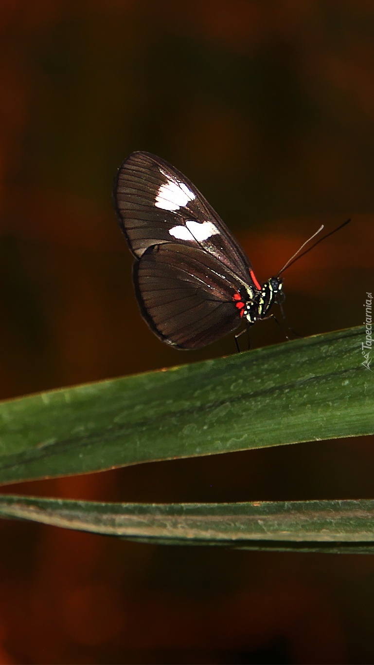 Motyl siedzący na liściu