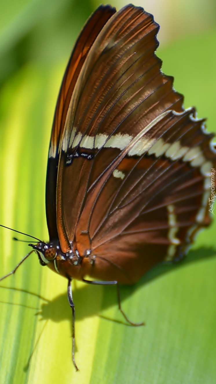 Motyl spacerujący po liściu