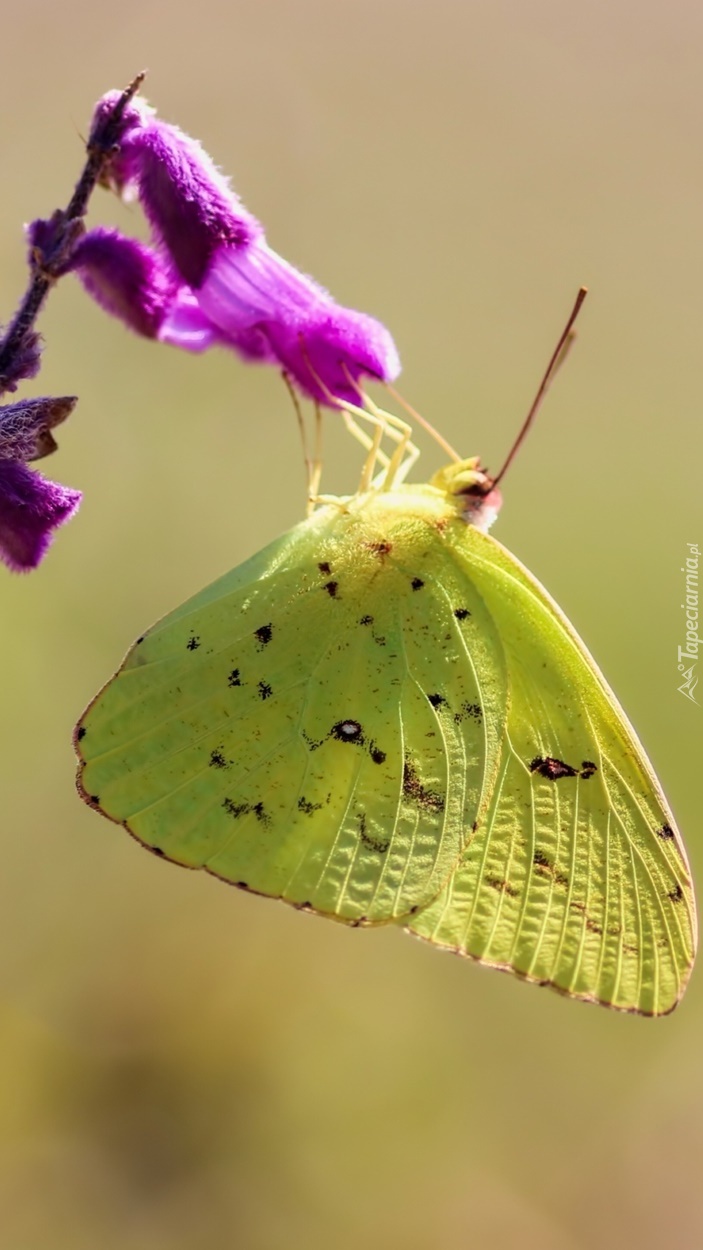Motyl szlaczkoń