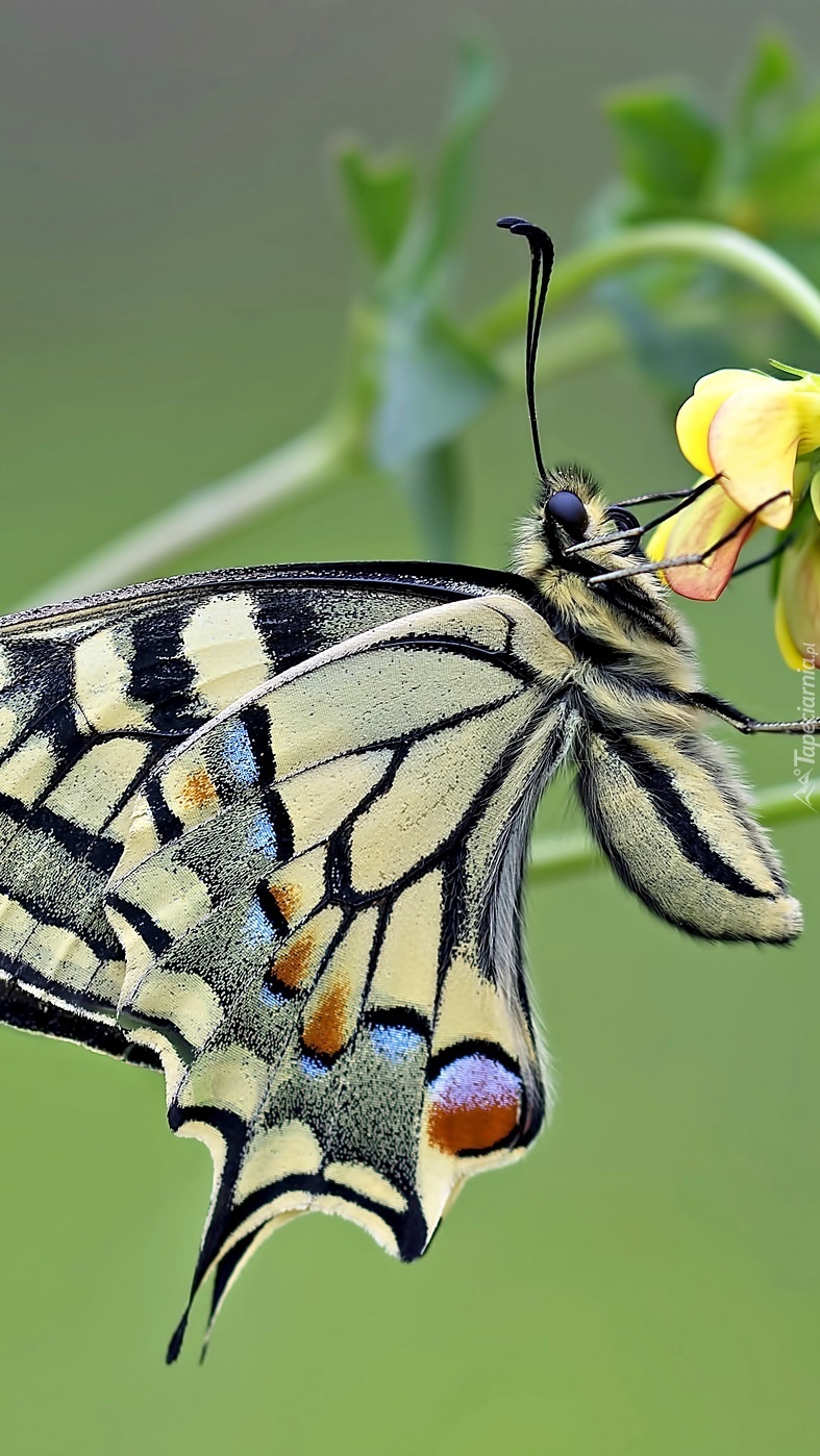 Motyl trzymający się kwiatka