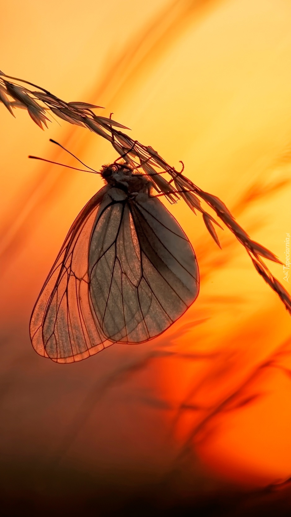 Motyl trzymający się pochyłej trawy