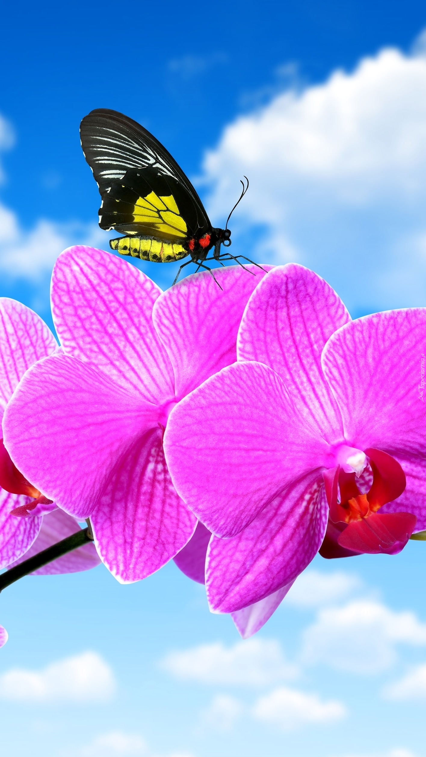 Motyl usiadł na różowym storczyku