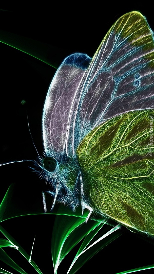 Motyl w grafice fractalius