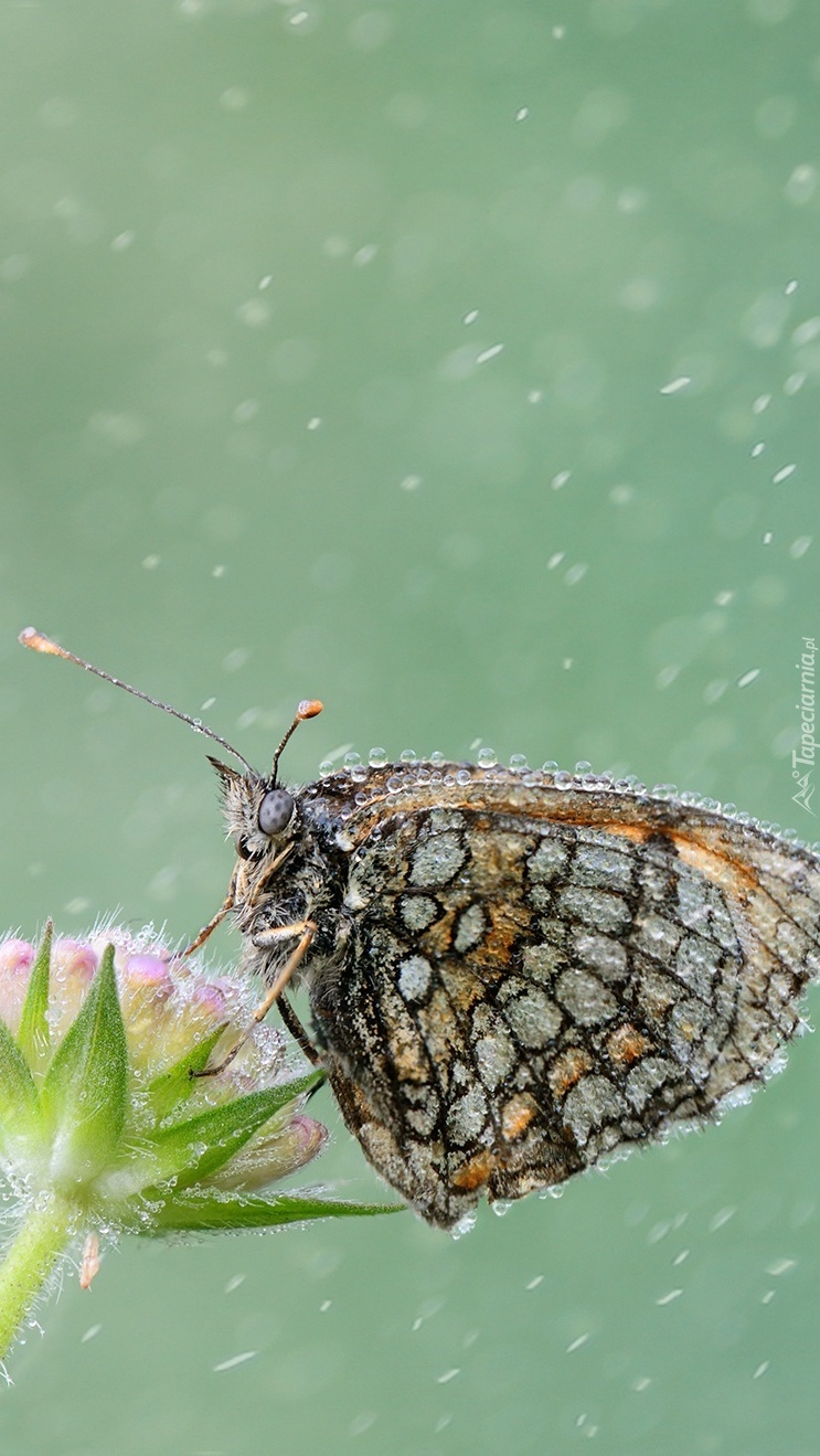 Motyl w kroplach deszczu