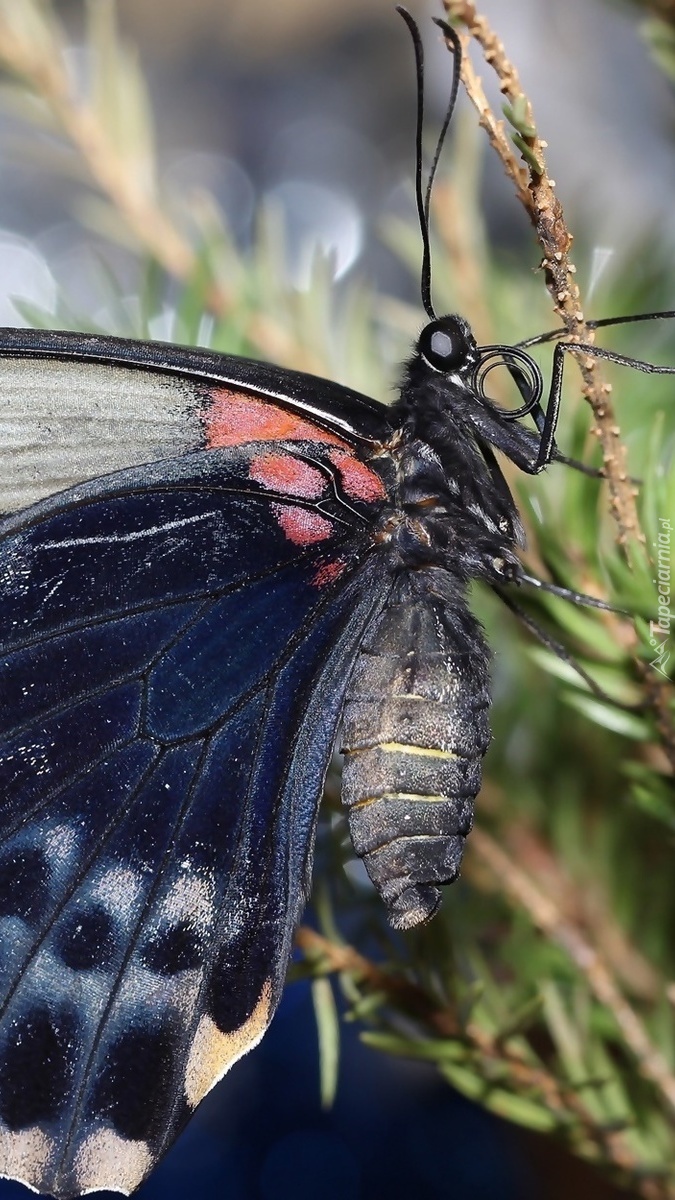 Motyl w makro