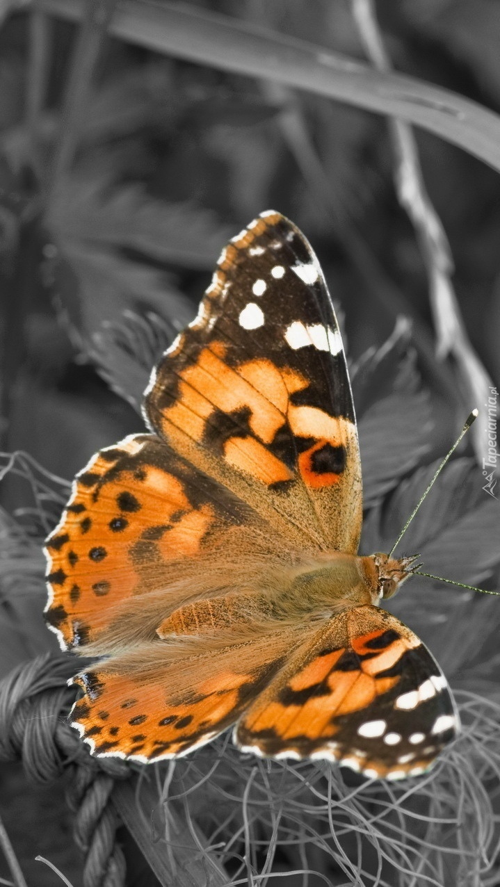 Motyl w trawie