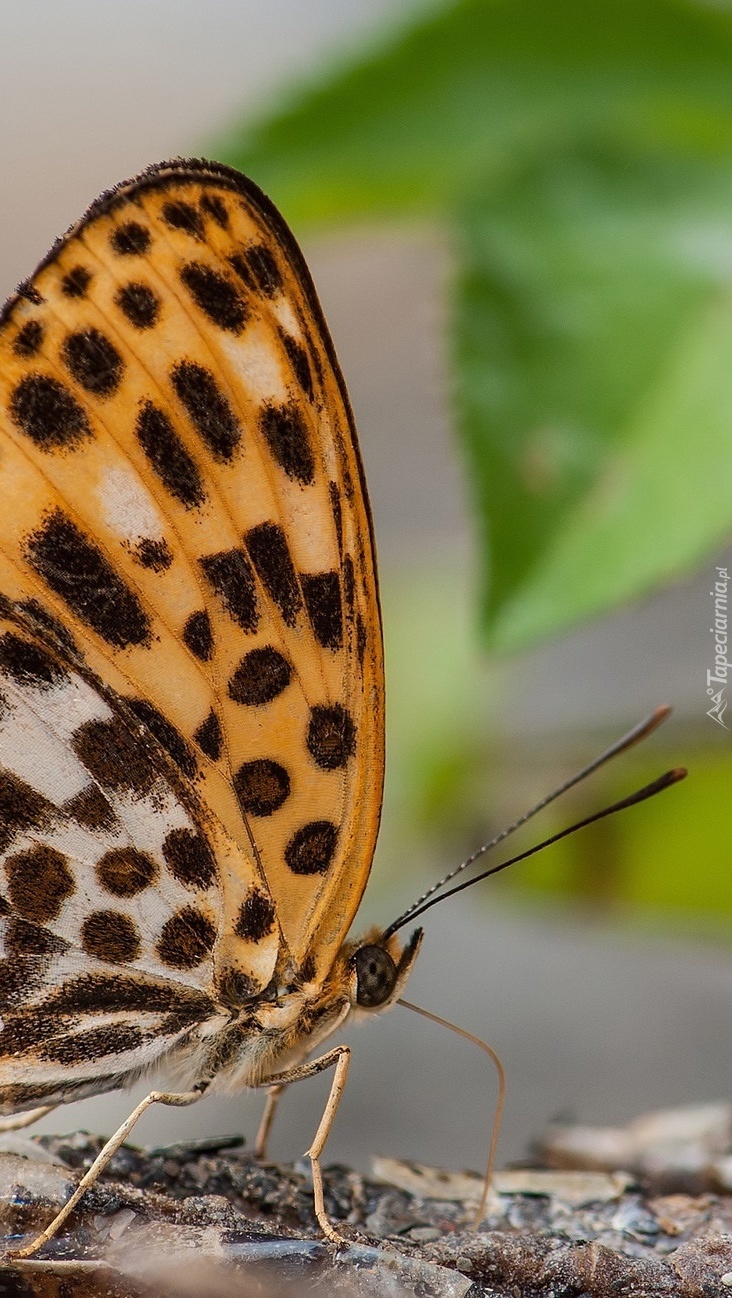 Motyl w zbliżeniu