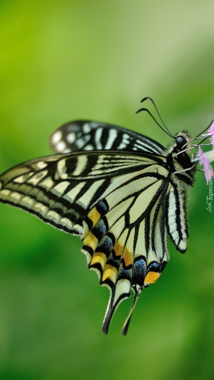 Motyl w zbliżeniu