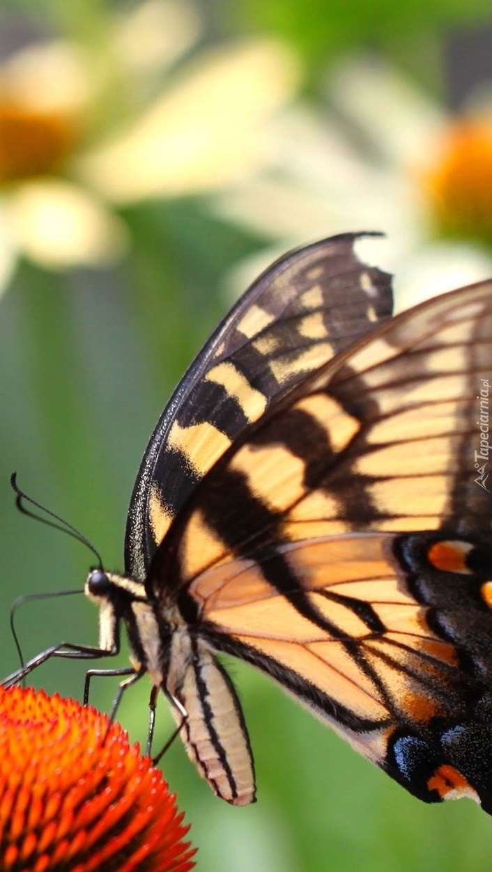 Motyl wędruje po kwiatku