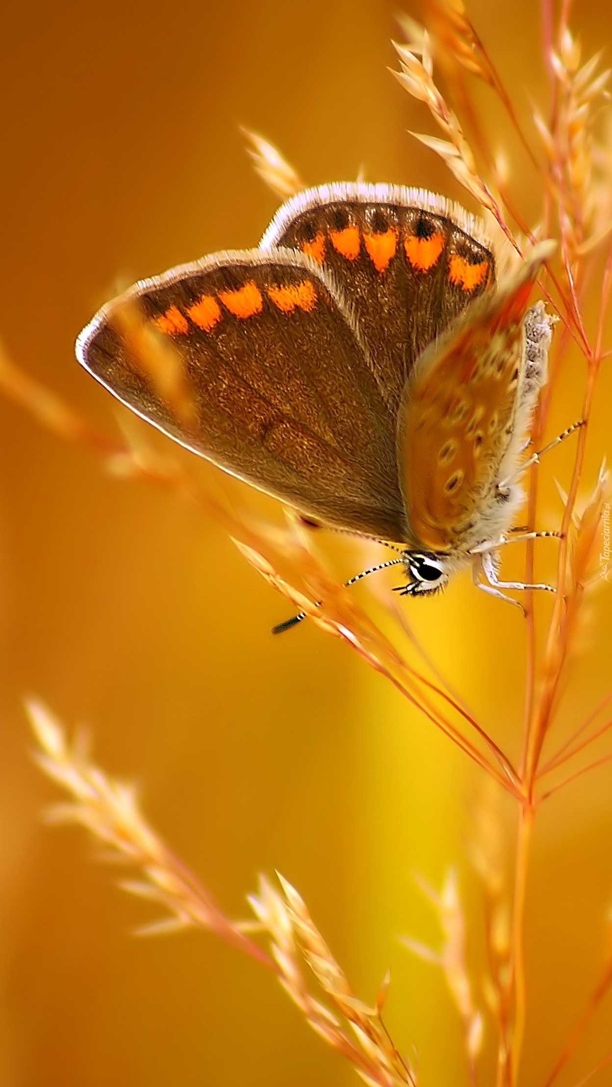 Motyl wśród jesiennych traw
