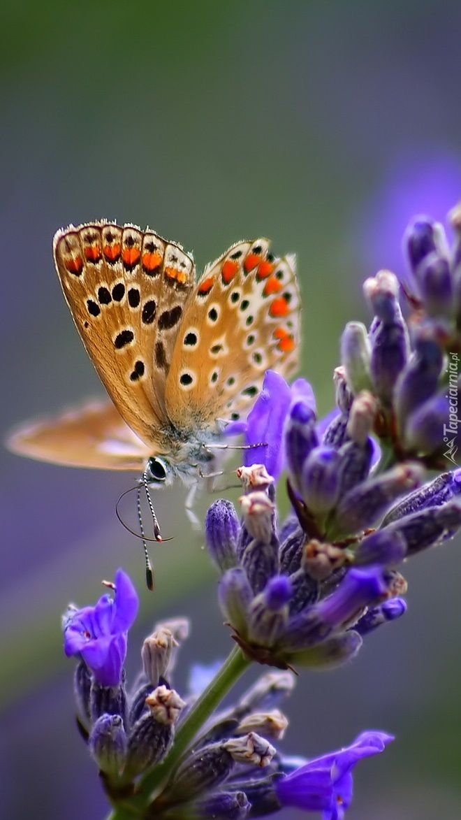 Motyl zwabiony zapachem lawendy