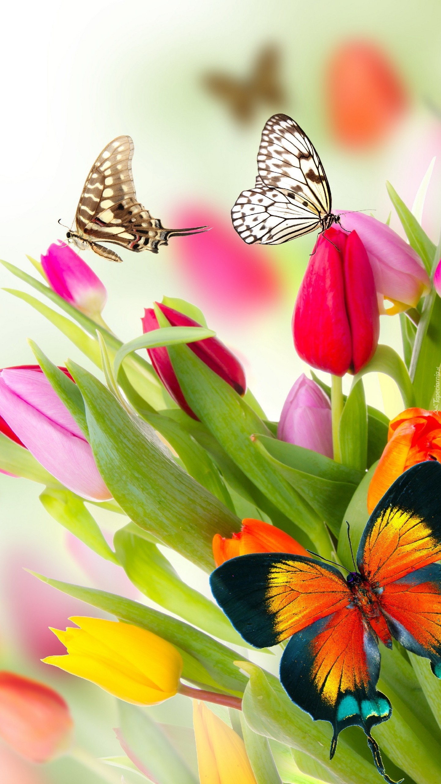 Motyle wśród kolorowych tulipanów
