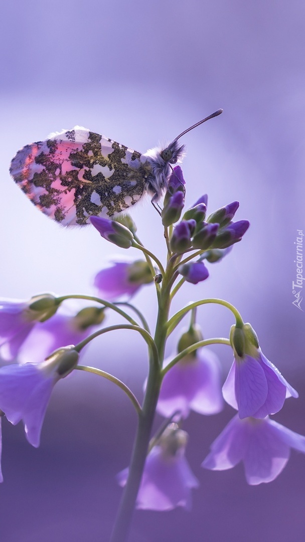 Motylek na kwiatku