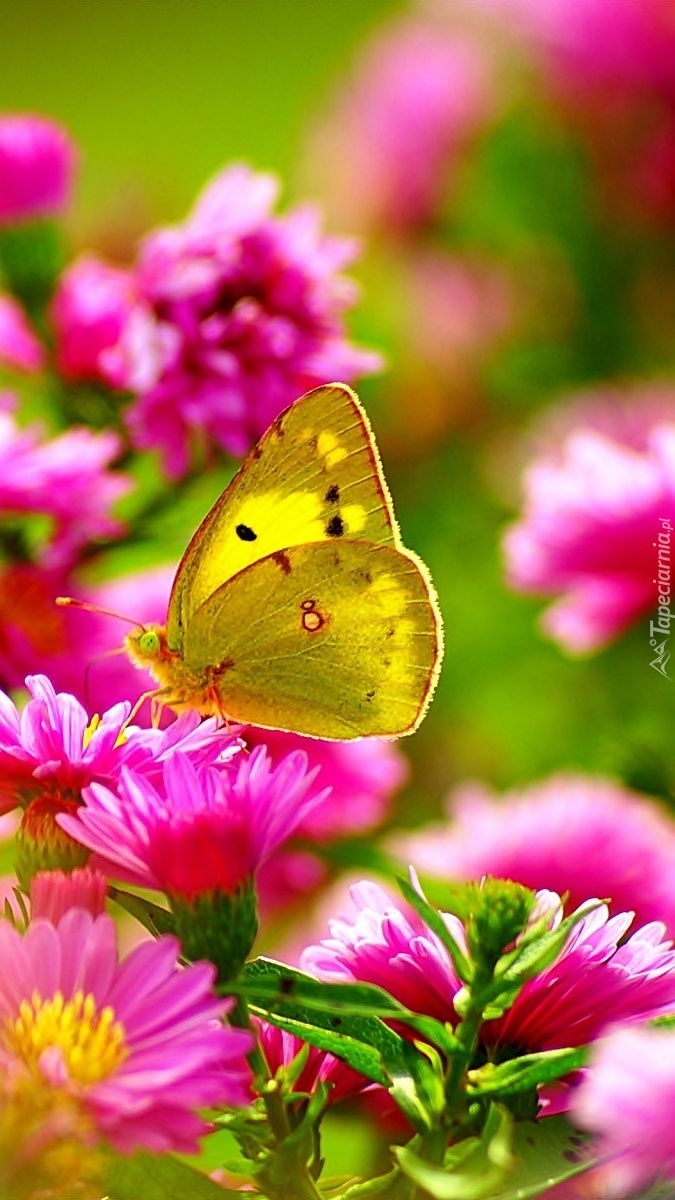 Motylek na różowych astrach