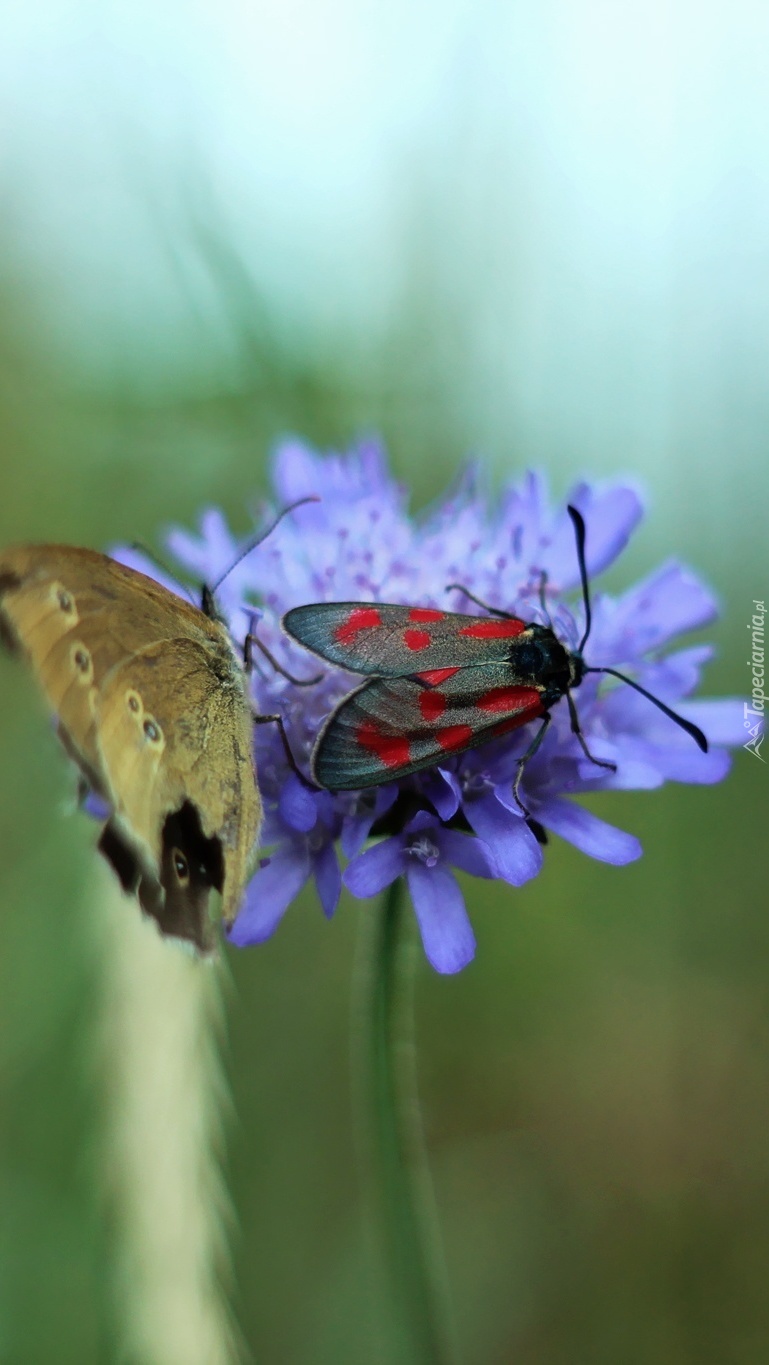 Motylki na niebieskim kwiatku