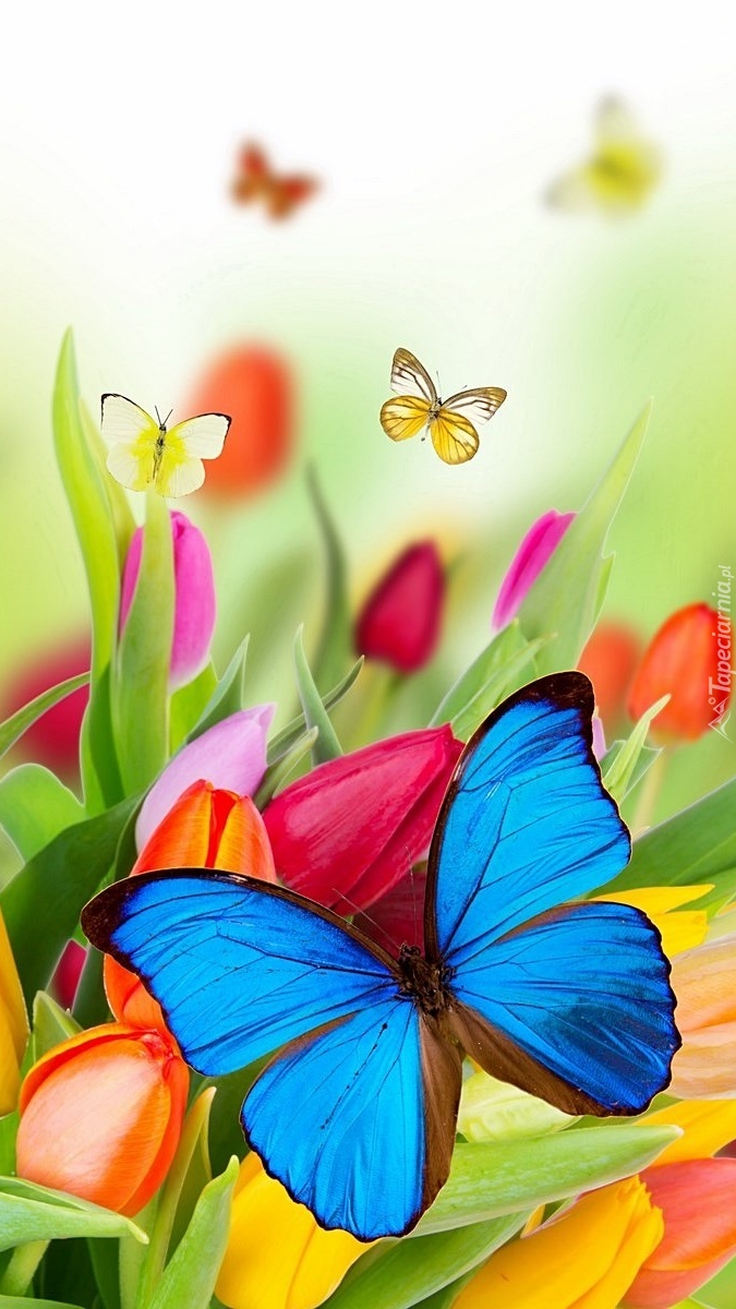 Motylki  pośród tulipanów