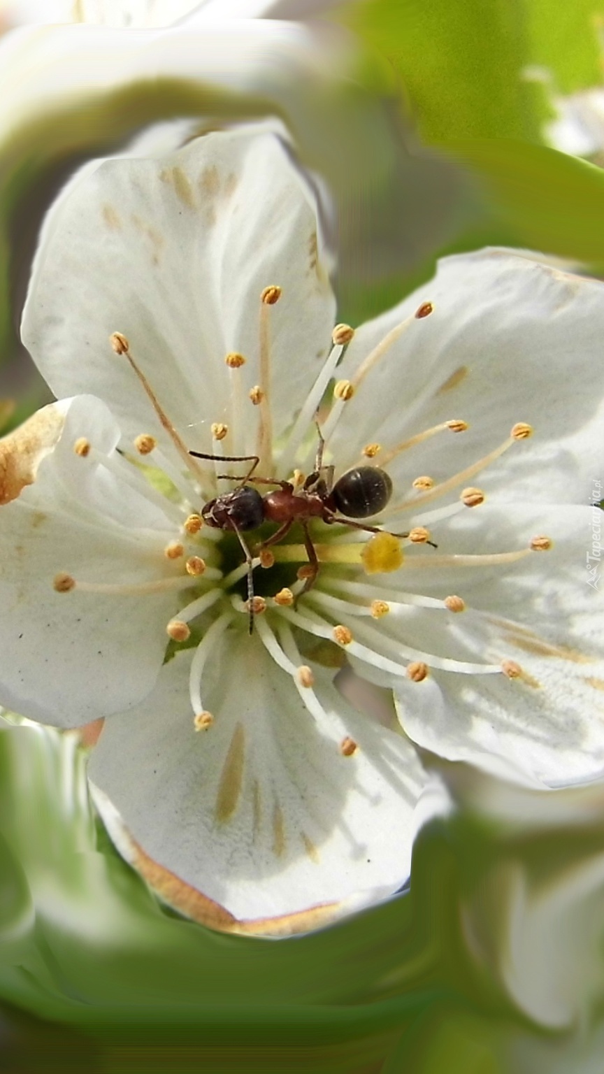 Mrówka na kwiatku jabłoni