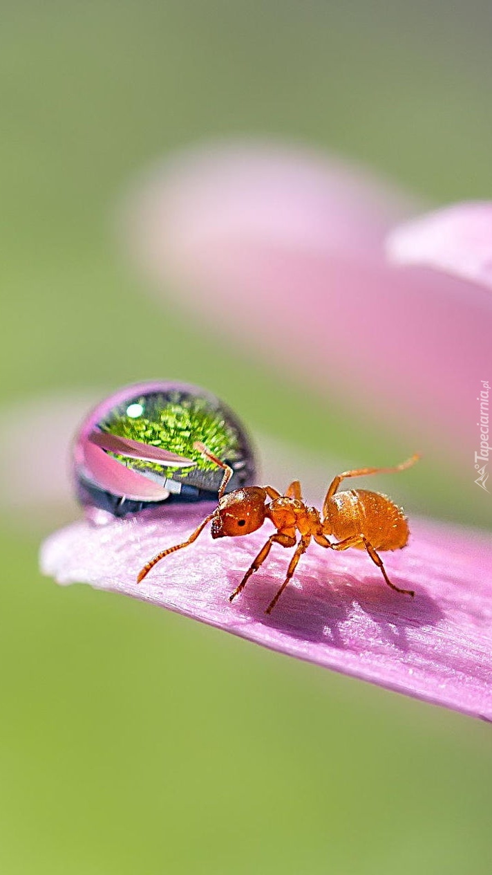 Mrówka na płatku z kroplą rosy