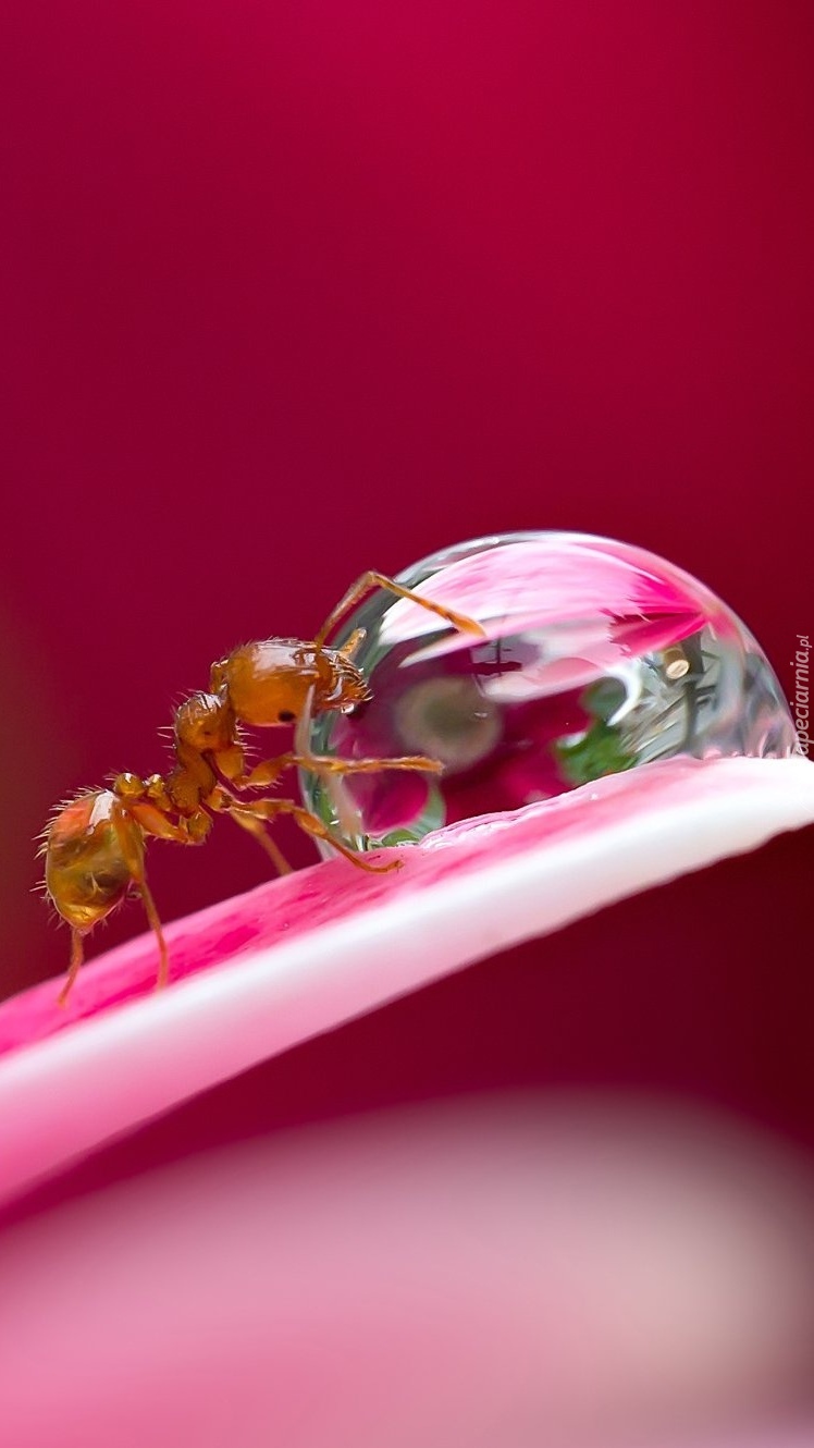 Mrówka pije wodę