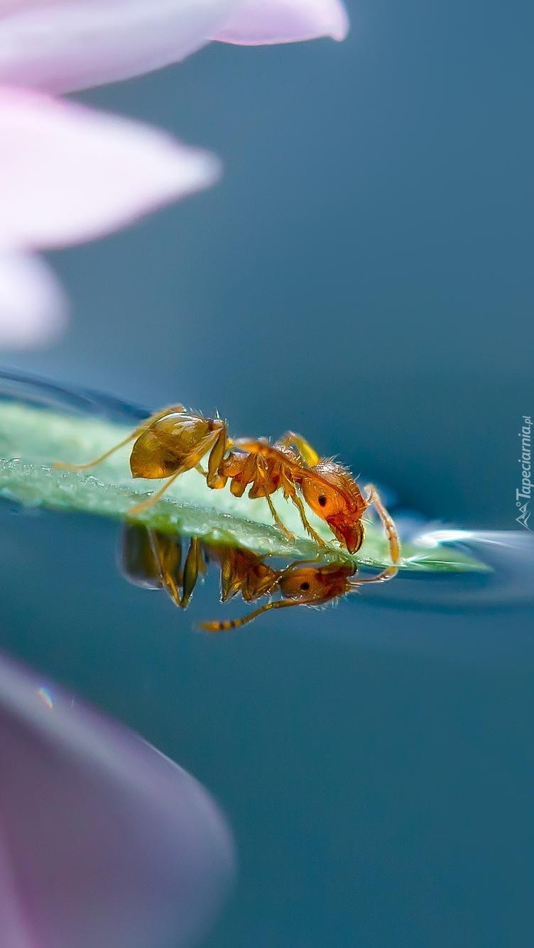 Mrówka w makro nad wodą