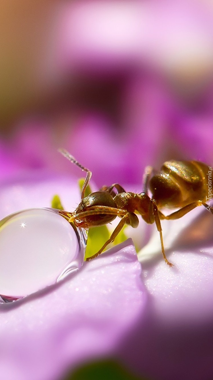 Mrówka z kroplą wody