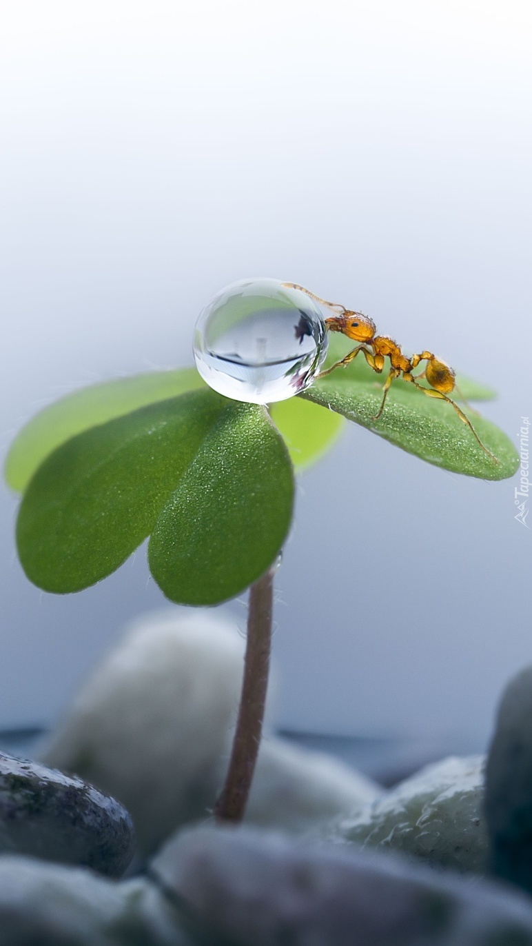Mrówka z kroplą wody