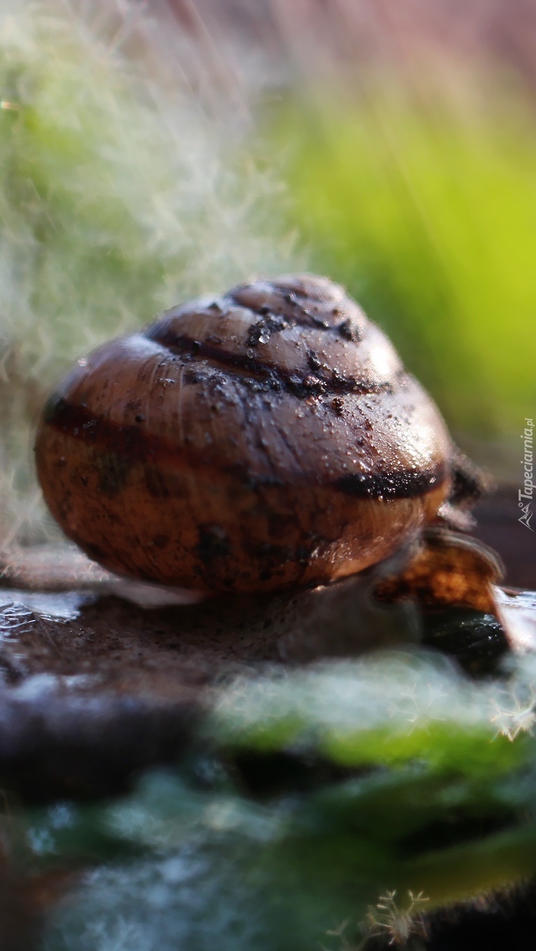 Muszla ślimaka w bokeh