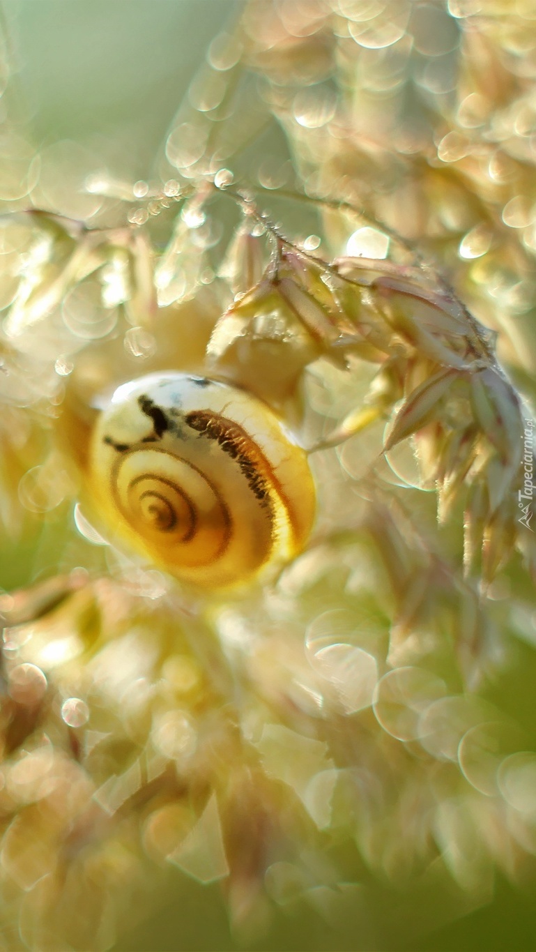 Muszla ślimaka w bokeh