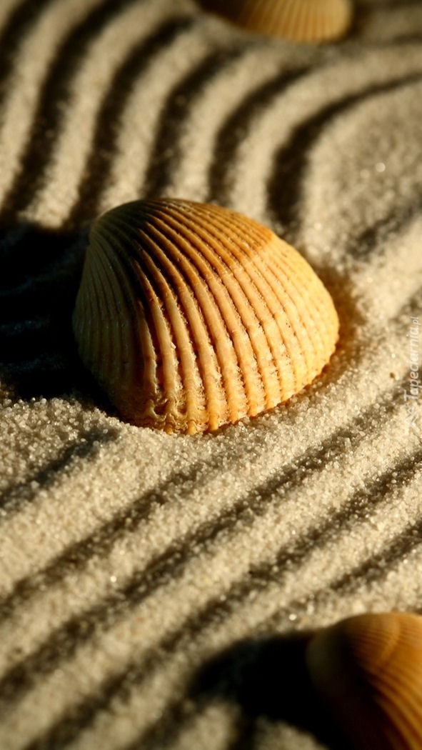 Muszle paskowane na piasku