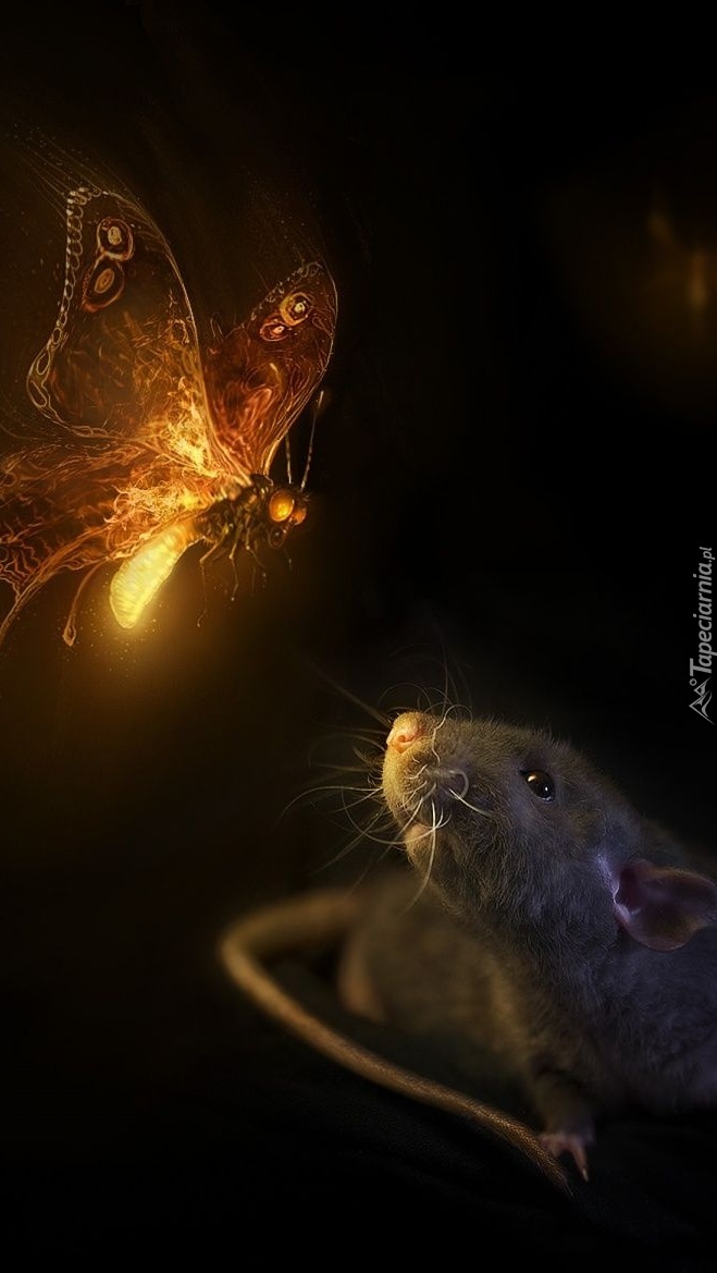Mysz spoglądająca na płonącego motyla