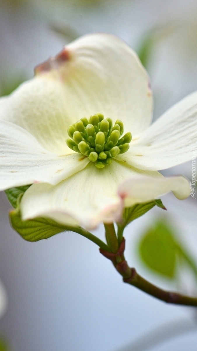 Na gałązce biały kwiat