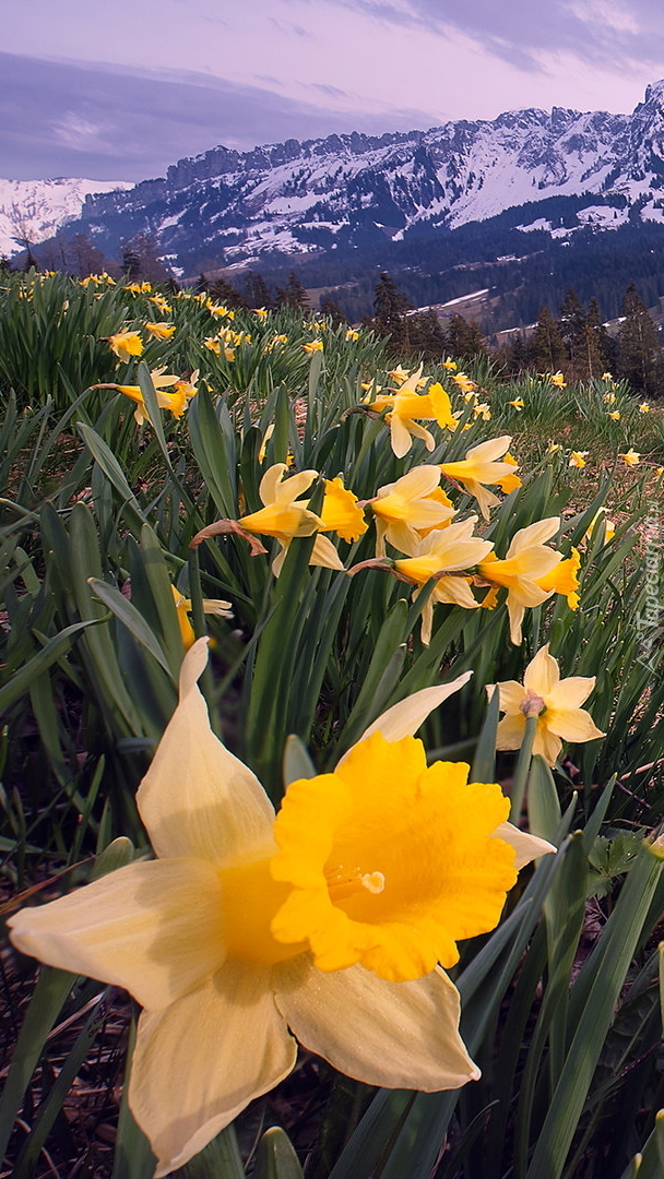 Narcyzy żonkile i Alpy Emmentalskie