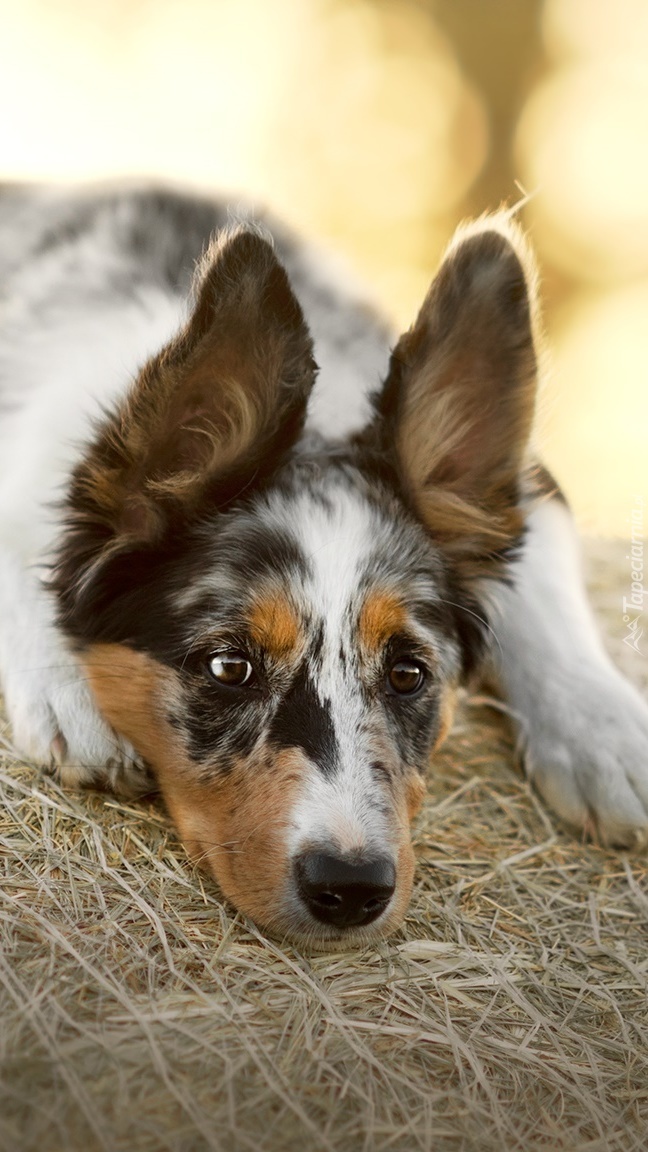 Nasłuchujący border collie