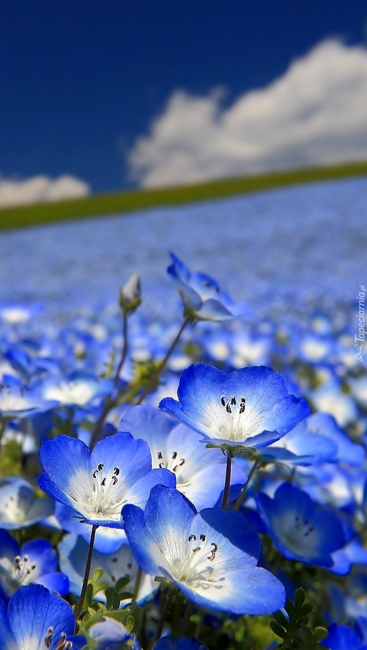 Nemophila menziesii na łące